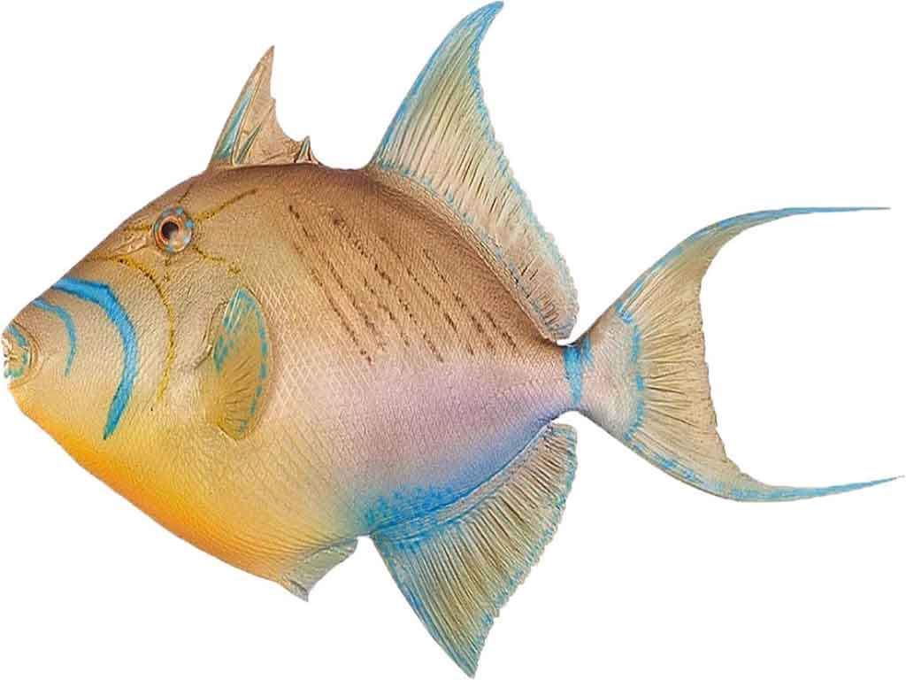 Catching Queen Triggerfish — How To Catch Fish — Fishing Ward